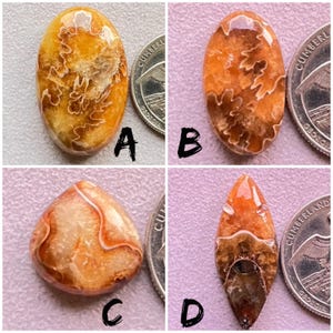 Puede incluir: Cuatro cabujones de amonita fosilizados en varias formas y tamaños. Los cabujones son una mezcla de colores naranja, marrón y blanco. Los cabujones se muestran junto a monedas de 25 centavos de dólar estadounidense para referencia de tamaño.