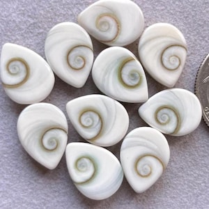 Puede incluir: Una colección de diez conchas marinas blancas en forma de lágrima con un diseño en espiral en tonos marrones y verdes. Las conchas tienen una superficie lisa y pulida, con un brillo nacarado. Cada concha mide unos 2-3 cm.