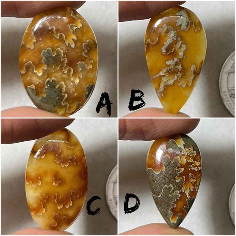 New Pattern Ammonite Fossil Cabochon, With Very Cheap Price Loose