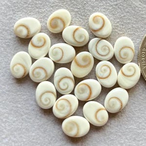 May include: A collection of oval-shaped, off-white seashells with a spiral design in shades of gold and brown. The shells are smooth and polished, with a natural, organic appearance. The shells are scattered on a light gray surface.