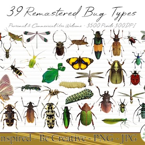 39 Bug Clipart Bugs Insect Designs Nature Wildlife Clip art Bundle Assorted insects PNG JPG Digital Instant Download