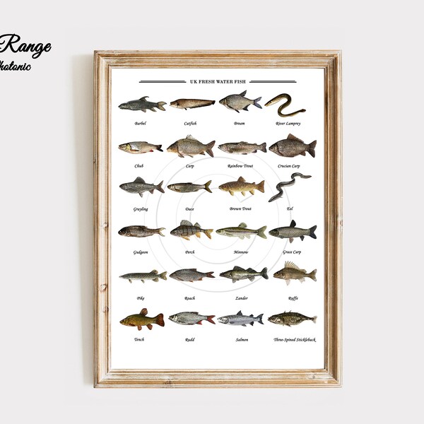 British Fish Print UK Fresh Water Fish Collection Home Decor Wall Art Fishing Anglers Illustration Sizes A4