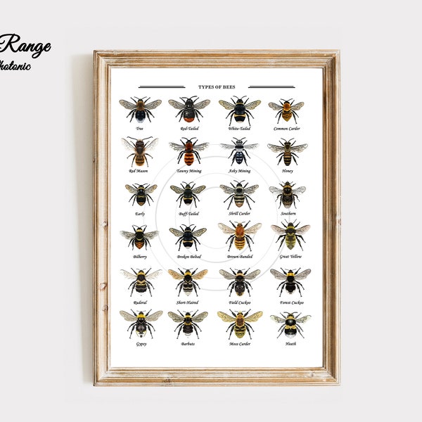 Bee Print UK British Garden Bumblebee collection Home Decor Wall Art, wildlife Insect Types of bee Illustration Gift Size A4