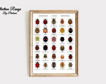 British Ladybird Print Wild Ladybirds collection Home Decor Wall Art, wildlife Insect Illustration Sizes A4