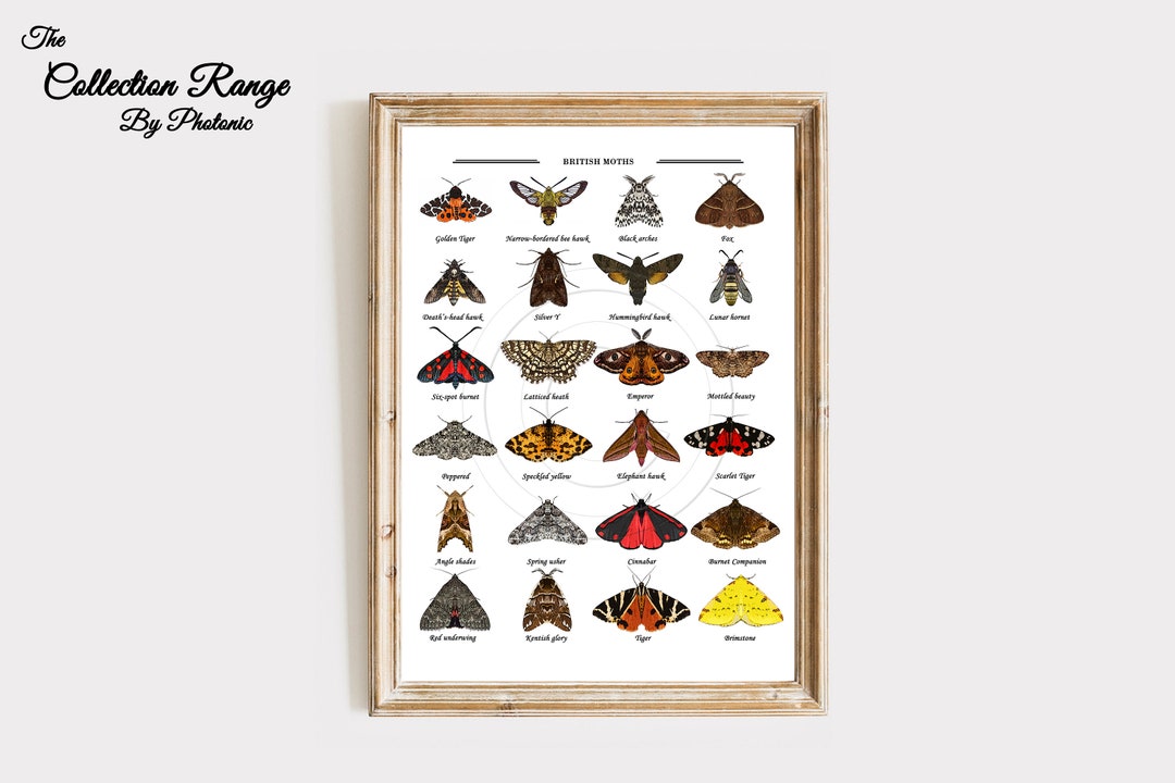 British Moth Print UK Wildlife Moths Collection Garden Home Decor Wall ...