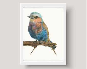 May include: A colorful illustration of a lilac-breasted roller bird perched on a branch. The bird has blue, purple, and brown feathers. The background is white.