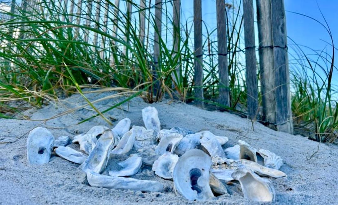 Natural, Real Oyster Shells for Crafting: Hand-selected. Cups/flats ...
