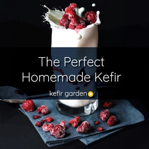 LIVE Organic Milk Kefir Grains with Quick Start Guide, and How to Video Included afbeelding 3