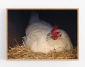 Chicken digital print, Animal Portrait, Farmhouse decor, Country photography, Nursery Wall Art, Farm animals print, Instant download