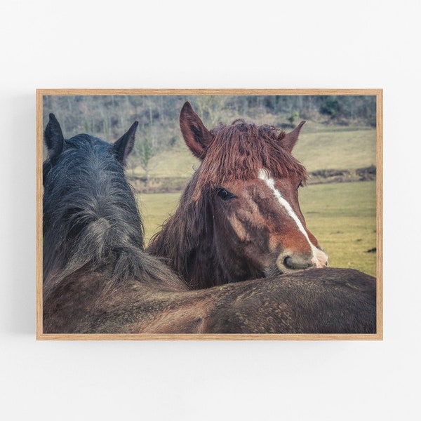 Horses digital print, Animal Portrait, French country photography, Nursery Wall Art, Farmhouse Decor, Farm animals print, Instant download