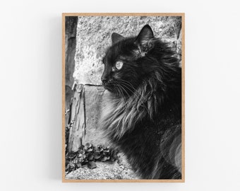 Art mural imprimable, Impression de portrait de chat noir dans une ruelle en France, Home photos intérieures, Art mural noir et blanc, Téléchargement instantané