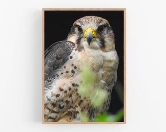 Portretprint van een valk, natuurfotografie (digitale download)