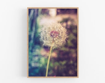 Foto de diente de León rosa, arte de la pared floral Boho, fotografía de flores, fotografía de la naturaleza, decoración de la primavera, arte de la pared imprimible, descarga instantánea