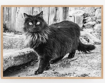 Art de mur imprimable, impression de portrait de chat de ruelle noire, photo d’animal de compagnie, photographie animale noire et blanche, images intérieures à la maison, téléchargement instantané