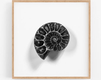 Printable wall art, Black and white ammonite fossil minimalist print, Fibonacci spiral poster, Geology gifts, Science art, Instant download