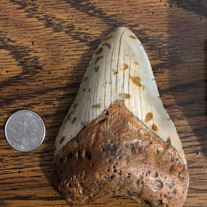 Megalodon fossil shark tooth 4.23” with stand