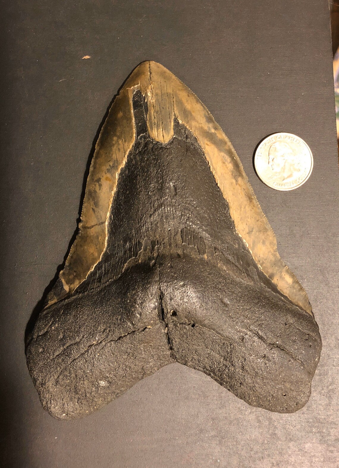 Énorme XL vrai fossile Megalodon requin dent véritable fossile Etsy