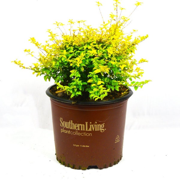 Sunshine Ligustrum, Full Sun Plants, Evergreen Shrubs, Outdoor Plants for Sale, Yellow Plants, South Living Plants,