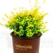 see more listings in the Live Plants section