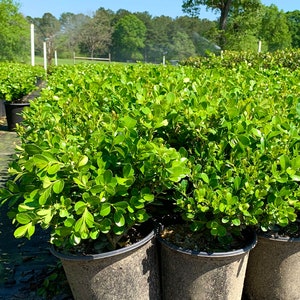 Japanese Boxwood, Wintergreen Boxwood, Boxwood Hedge, Live, Boxwood Plant, Live Plants, Live Shrubs, Live Bushes,  Shrub Bushes,Shrub Plant