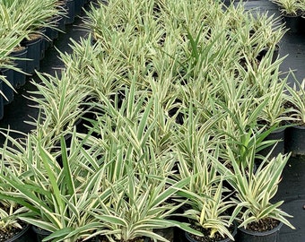 Dianella Tasmanica Variegata - 1 Gallon and 3 Gallon