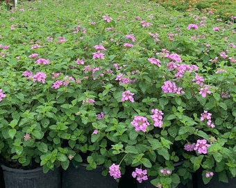 Planta viva de lantana púrpura