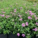 see more listings in the Plantas vivas section