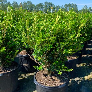 Wintergreen Boxwood, Wintergreen Box Wood, Wintergreen Boxwood Shrubs
