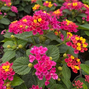 Lantana Plant, Lil Miss Lantana
