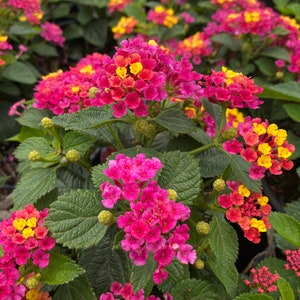 Lil Miss Lantana, Lantana, Lantana Plant, Lantana Plant Live, Lantana Flowers, Live Lanta Plant, Pink Lantana, Yellow Lantana, Multi Color