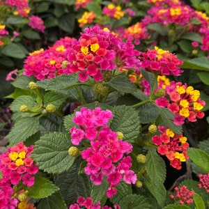 Lil Miss Lantana, Lantana, Lantana Plant, Lantana Plant Live, Lantana Flowers, Live Lanta Plant, Pink Lantana, Yellow Lantana, Multi Color Lil Miss Lantana