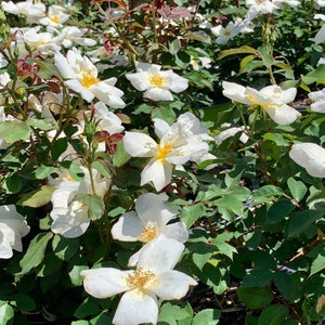 White Knockout Rose, Knockout Roses, Rose Bush, Rose Bushes, Flowering Shrubs, Rose Bush Plant, Live Rose Plants, Live Rose Bush