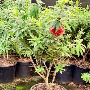 Better John Bottle Brush, Bottle Brush Plant, Callistemon citrinus, Unique Plants