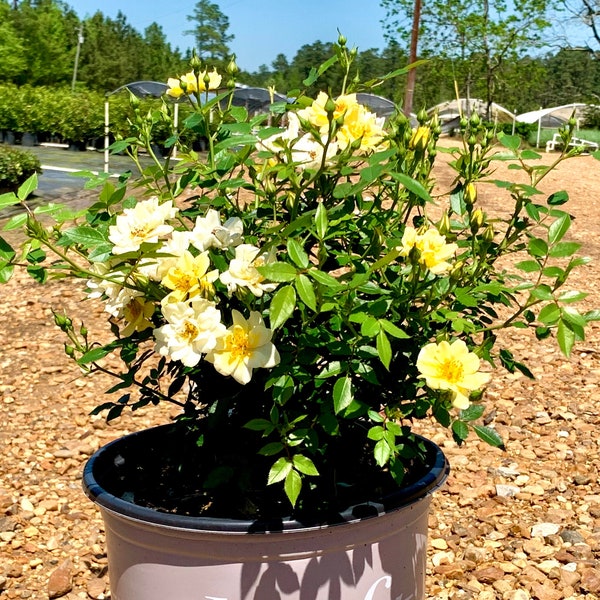 Lemon Drift Rose