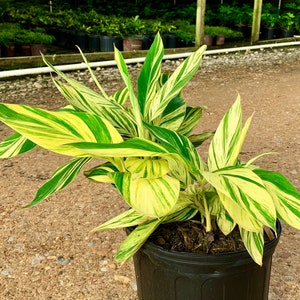 Variegated Ginger, Alpinia Zerumbet, Variegated Shell Ginger, Variegated Ginger Plant for Sale image 1