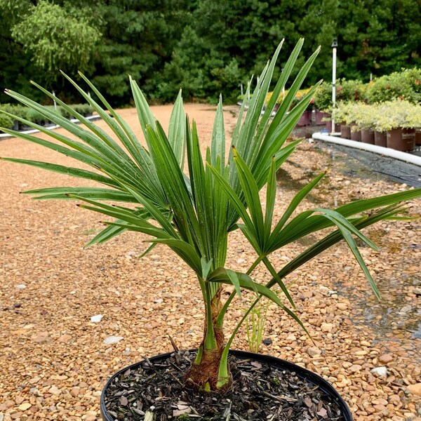 Windmill Palm, Windmill Palm Tree, Windmill Palm Live Plant, Cold Hardy Palm