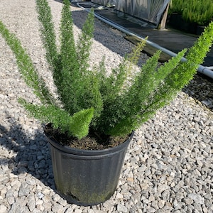 Foxtail Fern, Foxtail Fern Plant, Evergreen Fern, Evergreen Shrub, Asparagus Fern, Asparagus Meyeri, Ground Cover, Fern, Fern Plants Live