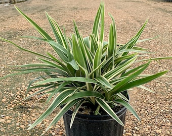 Dianella, Dianella Tasmanica, Dianella Flax Lily, Dianella Variegated