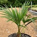 see more listings in the Live Plants section