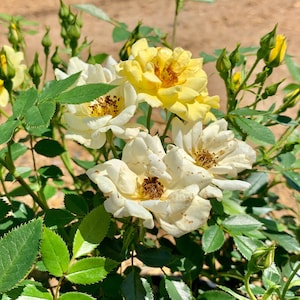 Lemon Drift Rose, Rose Bush, Live Rose Bush, Yellow Rose Plant, Yellow Rose Bush, White Rose Bush, Rose Bush Live Plant, Mother's Day Gift