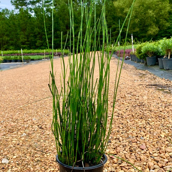 Horsetail Reed - Equisetrum Hyemale
