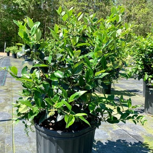 Wax Leaf Ligustrum Japonicum, Waxed Ligustrum, Compact Shrub, Waxed Ligustrum Tree, Wax Ligustrum Bush, Japenese Privet, Ligustrum Japonicum