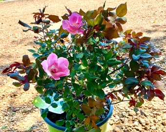 Rose Bush, Blushing Knockout Rose, Knockout Roses, Rose Bush Plant, Rose Bush Shrub, Live Plants, Pink Roses, Pink Flowers, Mother's Day