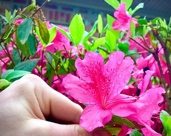 Pink Formosa Azalea, Azalea Plant, Pink Azalea, Azalea Flower, Live Plants, Pink Live Plants, Spring Bloomers, Colorful Plants, Mother's Day