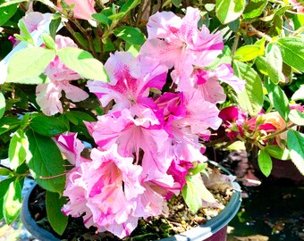 Our Retirement Days Azalea Flowers