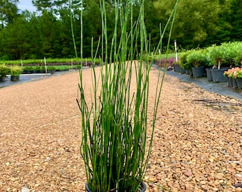 Horsetail Reed - Equisetrum Hyemale