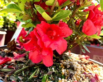 Autumn Bonfire Encore Azalea Plantingtree Com
