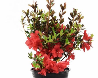 Fashion Azalea, Azalea Plant, Azalea, Evergreen Shrub, Red Flowers, Colorful Plants, Lives Plants, Shrub Plants, Mother's Day, Plant Gift