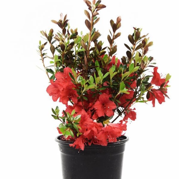 Fashion Azalea, Azalea Plant, Azalea, Evergreen Shrub, Red Flowers, Colorful Plants, Lives Plants, Shrub Plants, Mother's Day, Plant Gift