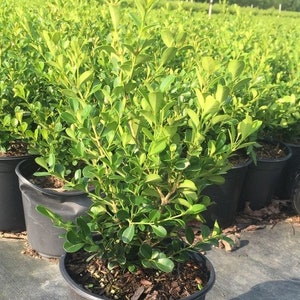 Wintergreen Boxwood, Evergreen Shrubs, Boxwoods Live Plants, Bushes Live, Shrubs Bushes, Shrubs for Sale, Boxwood Shrubs, Live Bushes